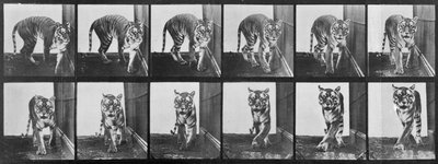Tiger pacing, from 